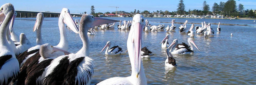 pelicans