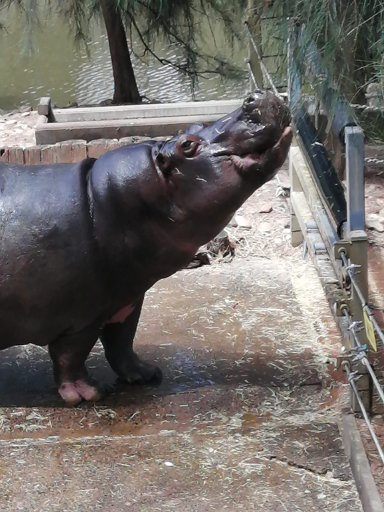 hippo